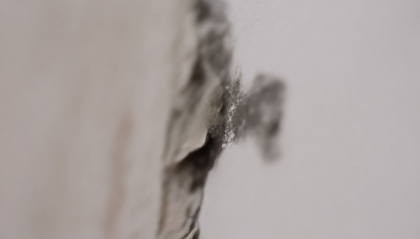 does renters insurance cover mold damage close-up view